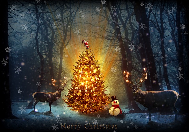 クリスマスツリーを飾るのはなぜ？もみの木は“豊穣”の象徴だった！
